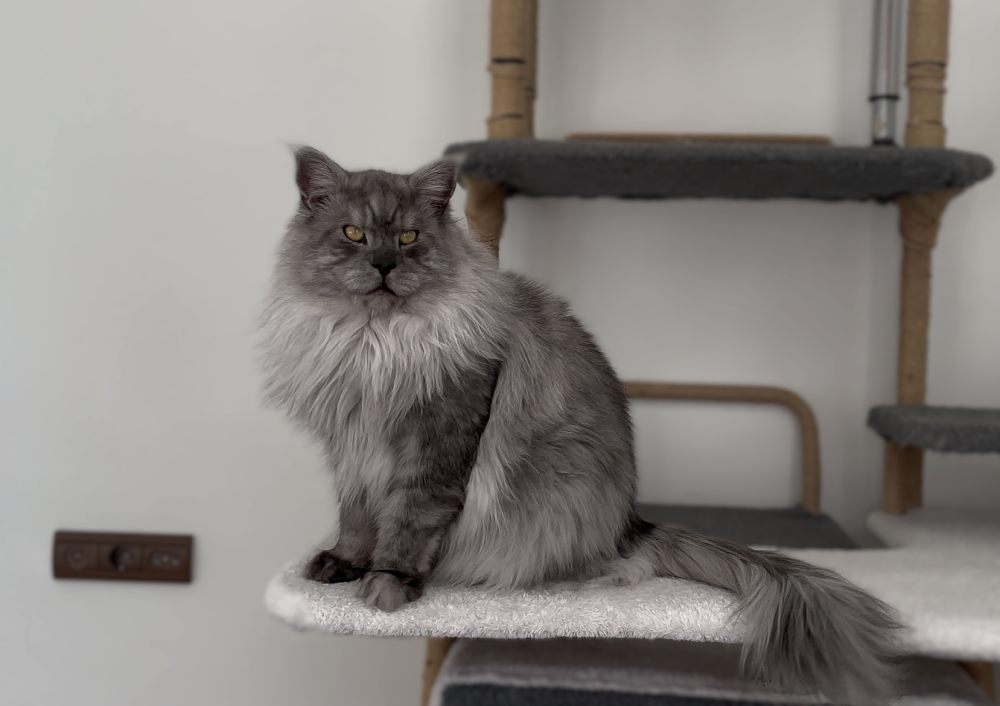 Pale Black Smoke (ns) male Maine Coon parent