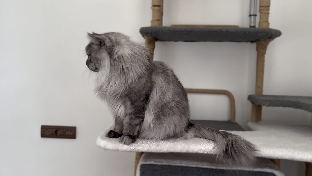 Pale Black Smoke (ns) male Maine Coon parent