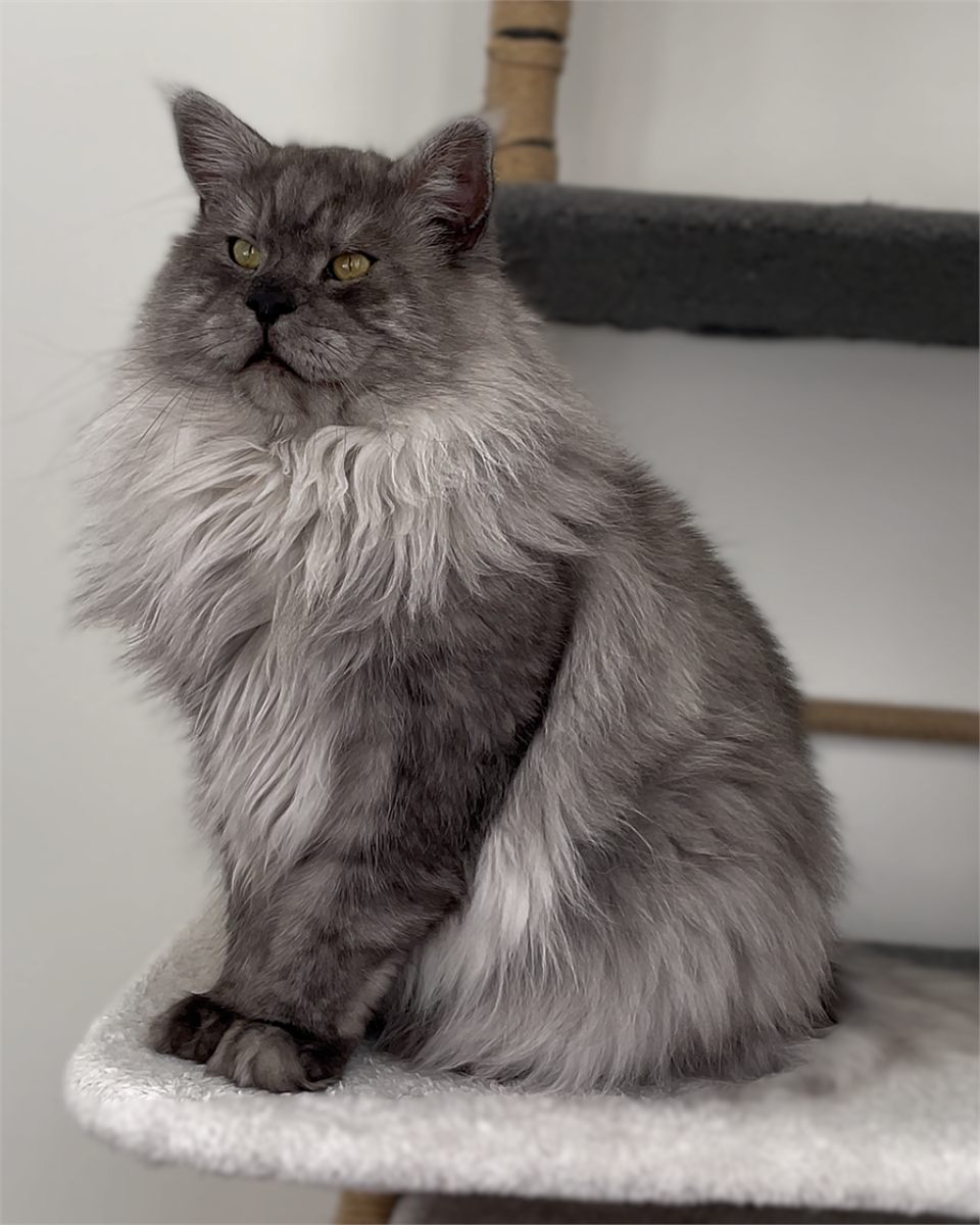 Zeus