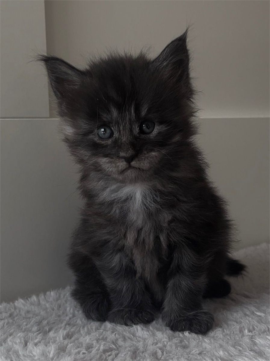 Black Smoke (ns) male Maine Coon graduated kitten