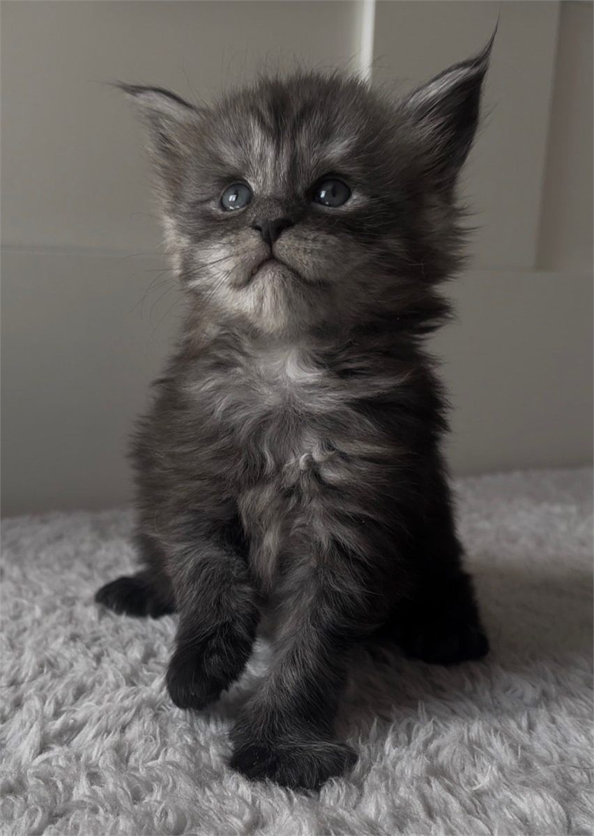 Black Smoke (ns) female Maine Coon graduated kitten