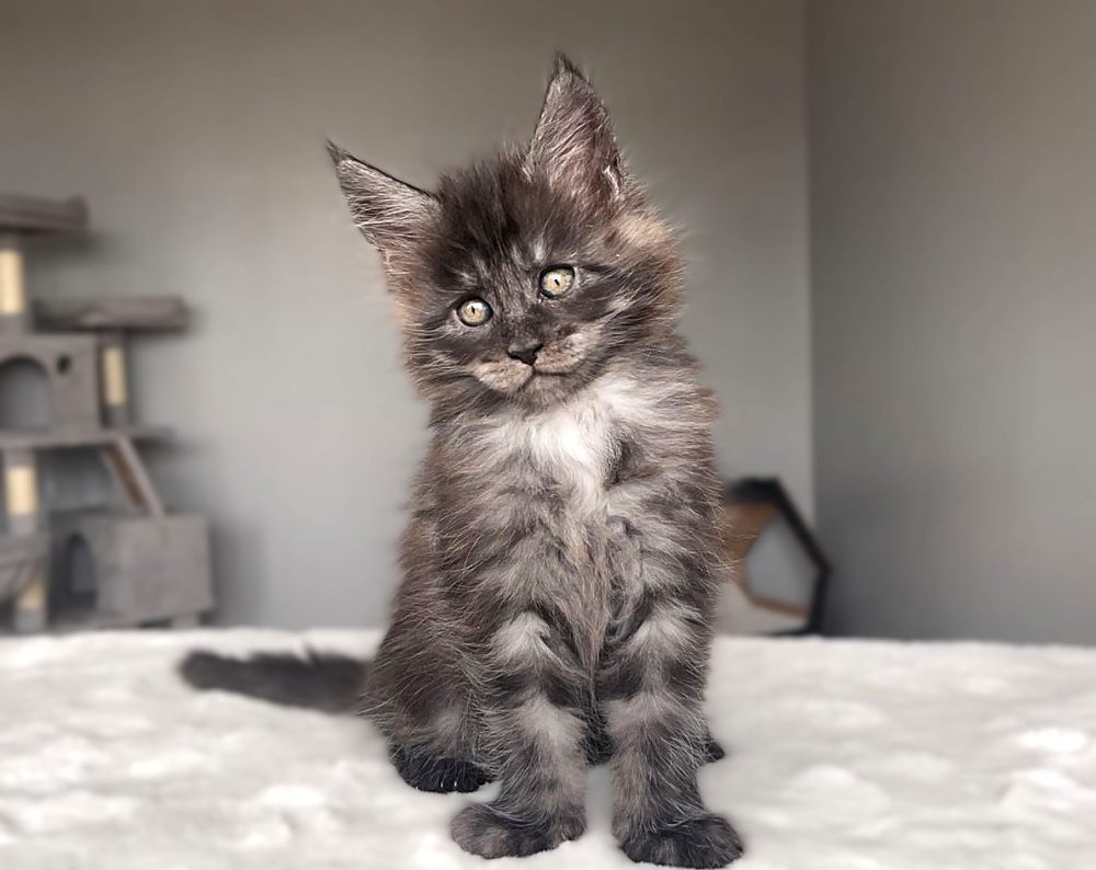 Black Smoke (ns) male Maine Coon graduated kitten