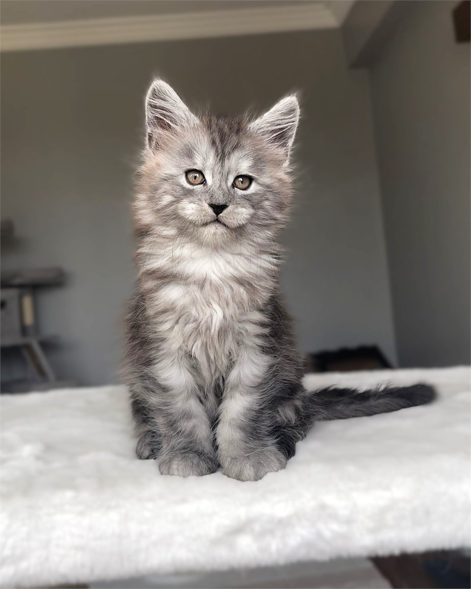Grand Design J. Gece