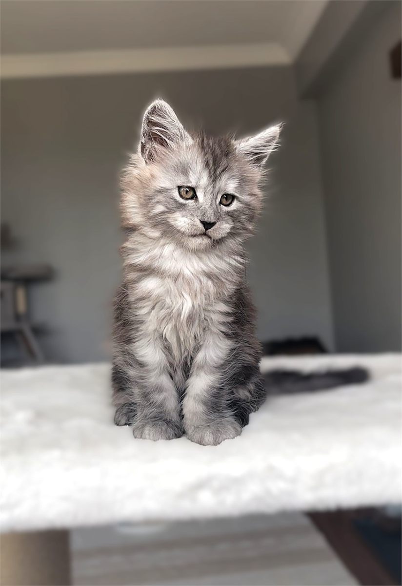 Black Smoke (ns) male Maine Coon graduated kitten