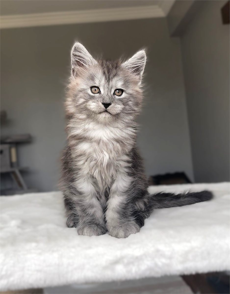 Black Smoke (ns) male Maine Coon graduated kitten