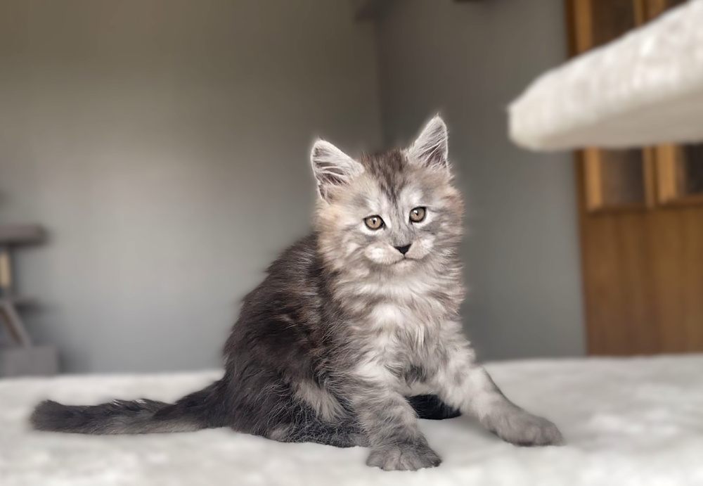 Black Smoke (ns) male Maine Coon graduated kitten