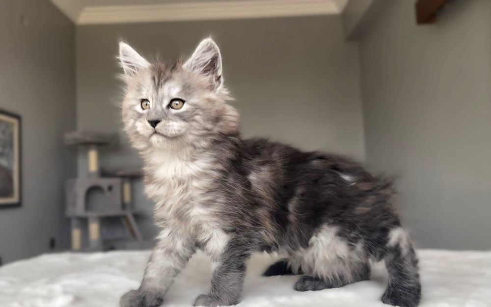 Black Smoke (ns) male Maine Coon graduated kitten