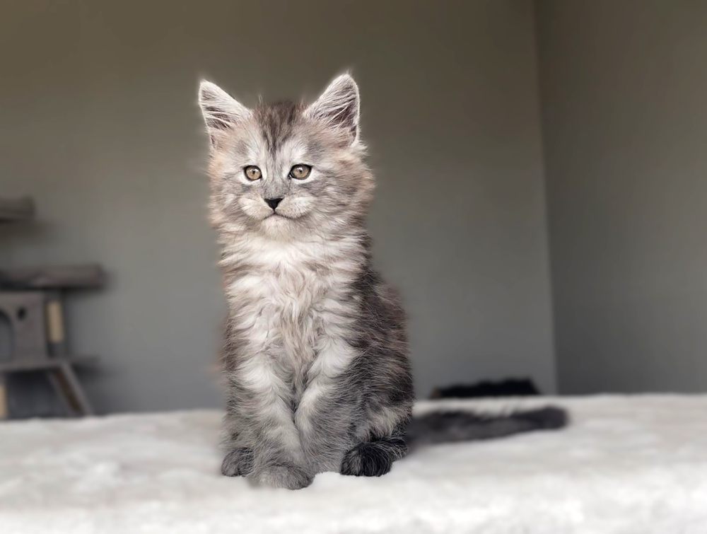 Black Smoke (ns) male Maine Coon graduated kitten