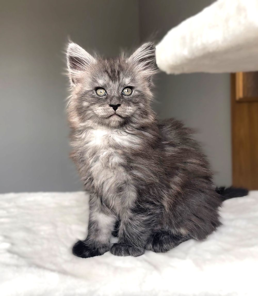 Black Smoke (ns) female Maine Coon graduated kitten
