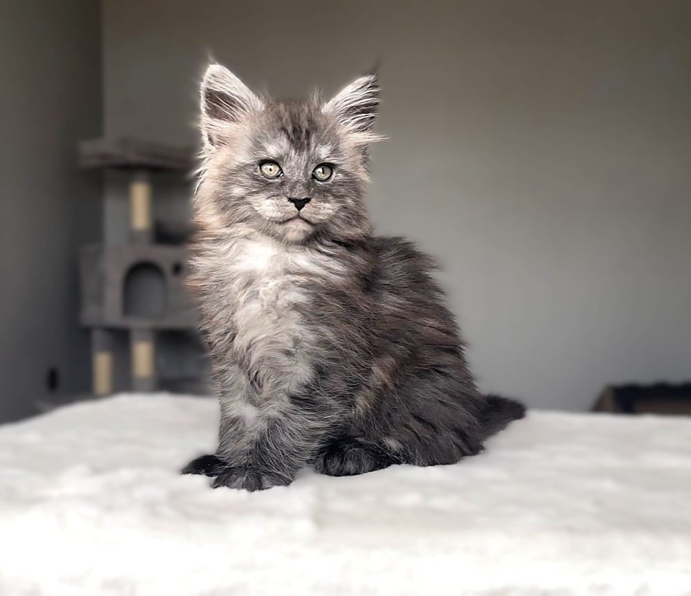 Black Smoke (ns) female Maine Coon graduated kitten