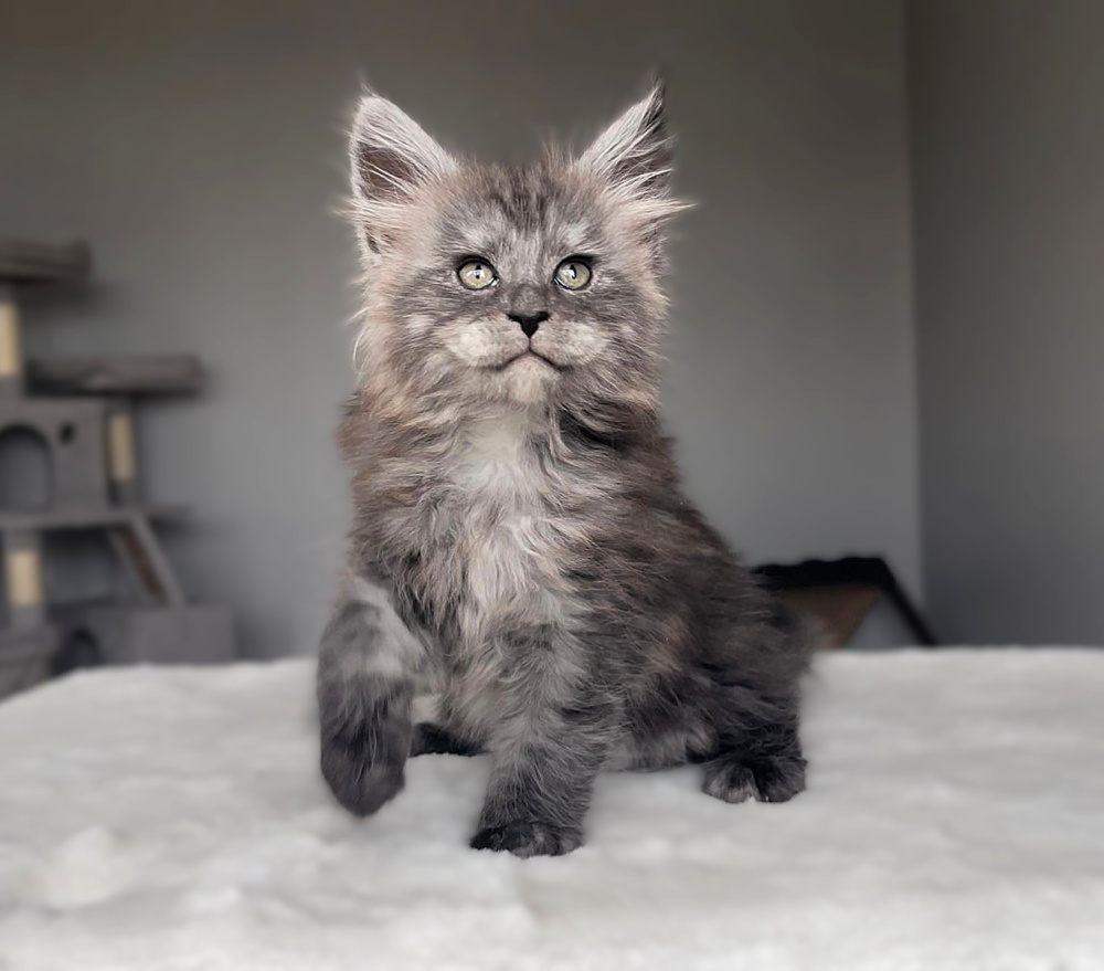 Black Smoke (ns) female Maine Coon graduated kitten