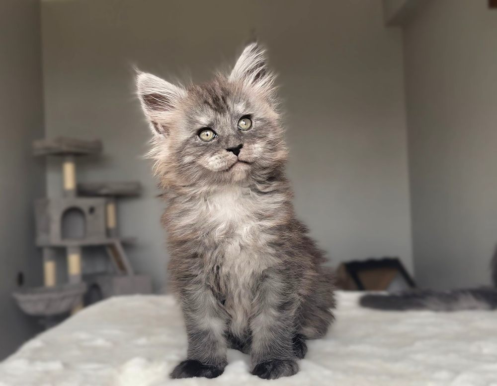 Black Smoke (ns) female Maine Coon graduated kitten