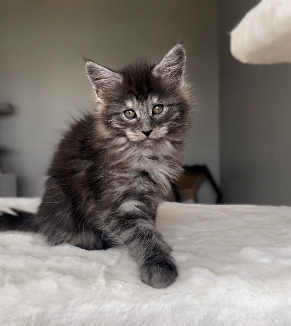 Black Smoke (ns) female Maine Coon graduated kitten