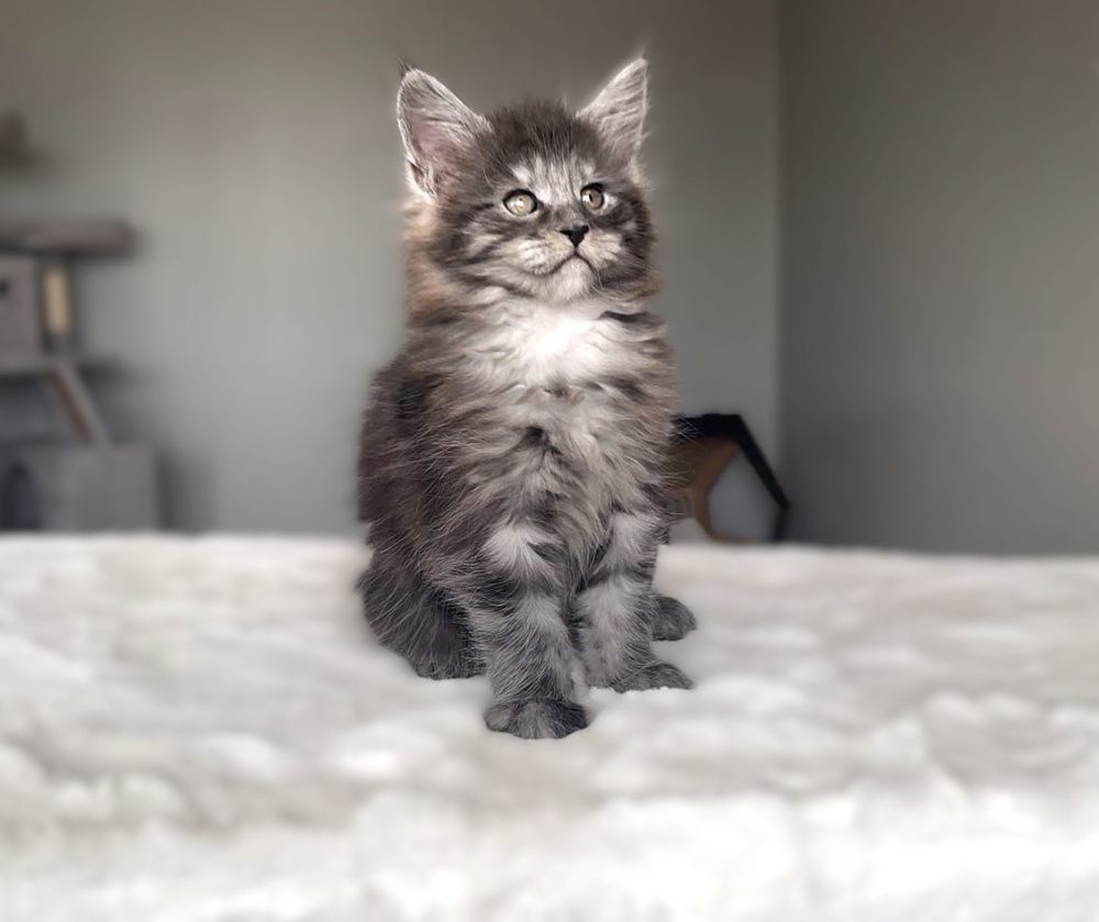 Black Smoke (ns) female Maine Coon graduated kitten