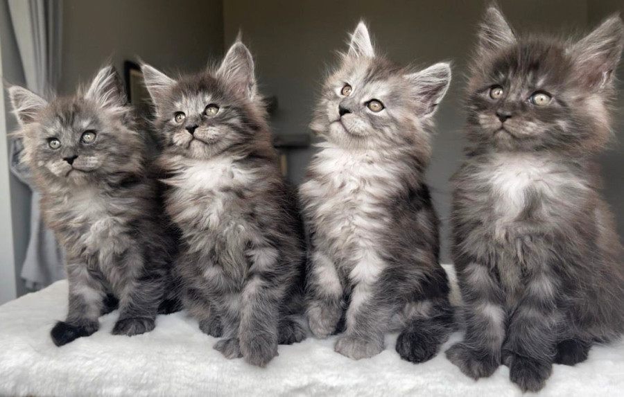 Maine Coon photo gallery