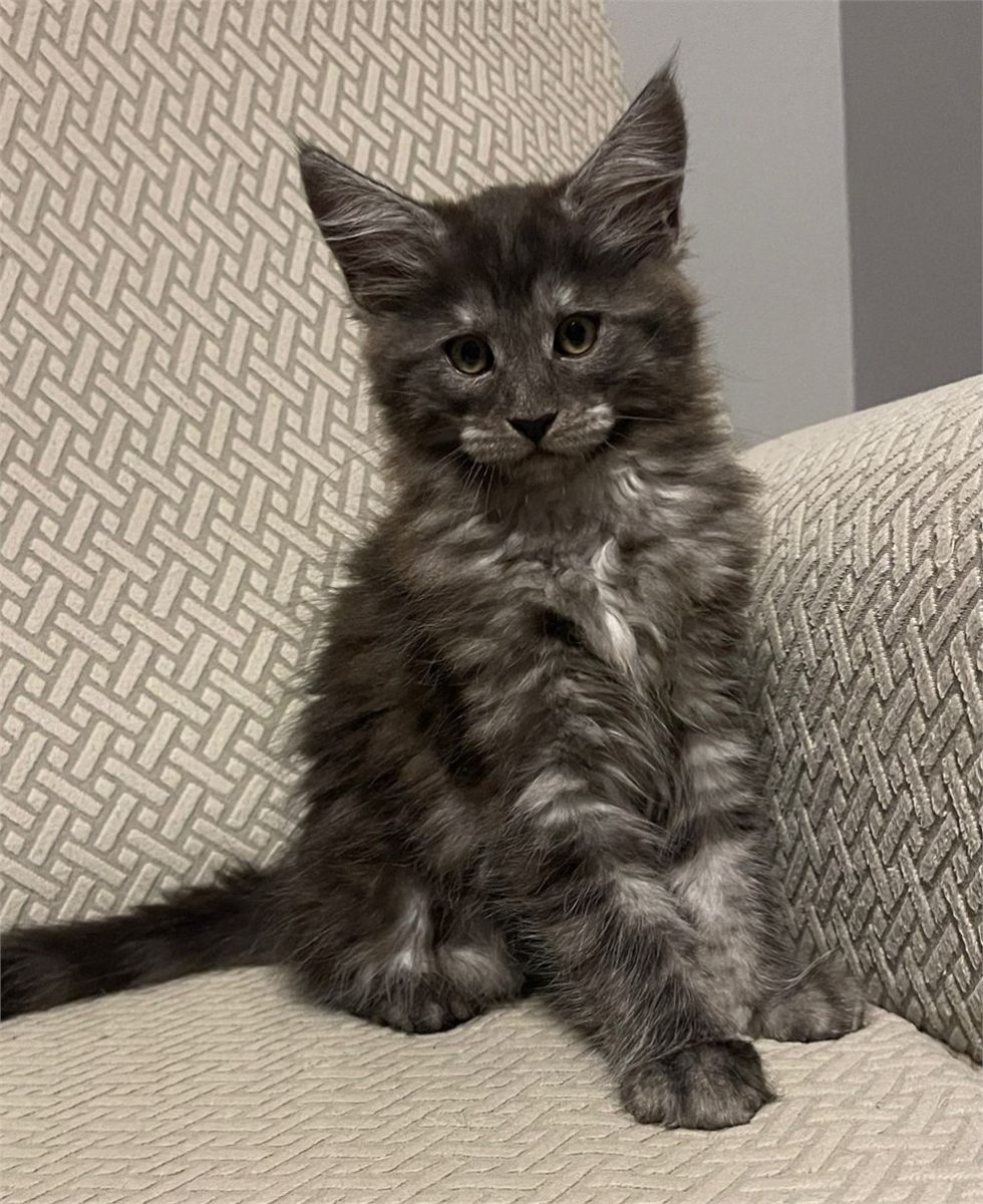 Black Smoke (ns) female Maine Coon graduated kitten