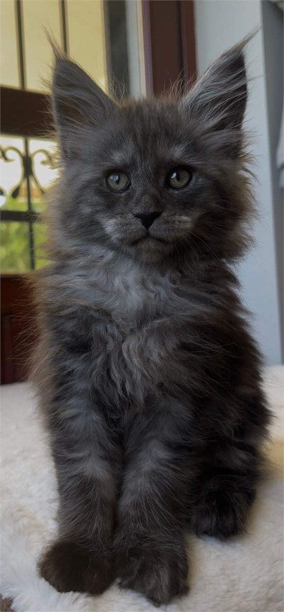 Black Smoke (ns) female Maine Coon graduated kitten