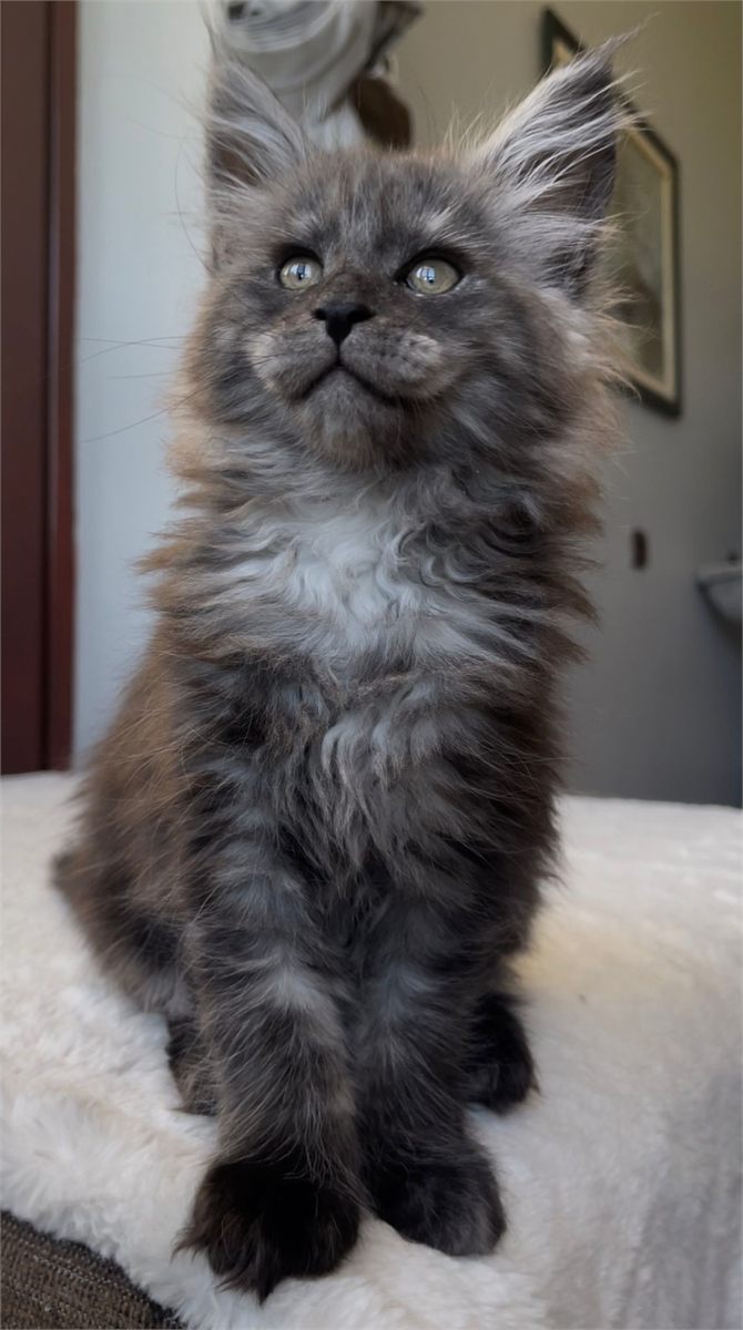 Black Smoke (ns) female Maine Coon graduated kitten