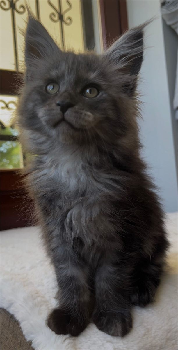 Black Smoke (ns) female Maine Coon graduated kitten