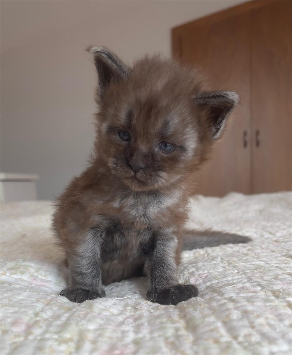 Black Smoke (ns) male Maine Coon graduated kitten