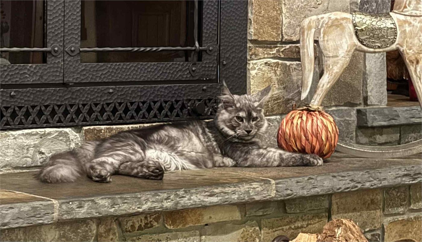 Pale Black Smoke (ns) male Maine Coon graduated kitten