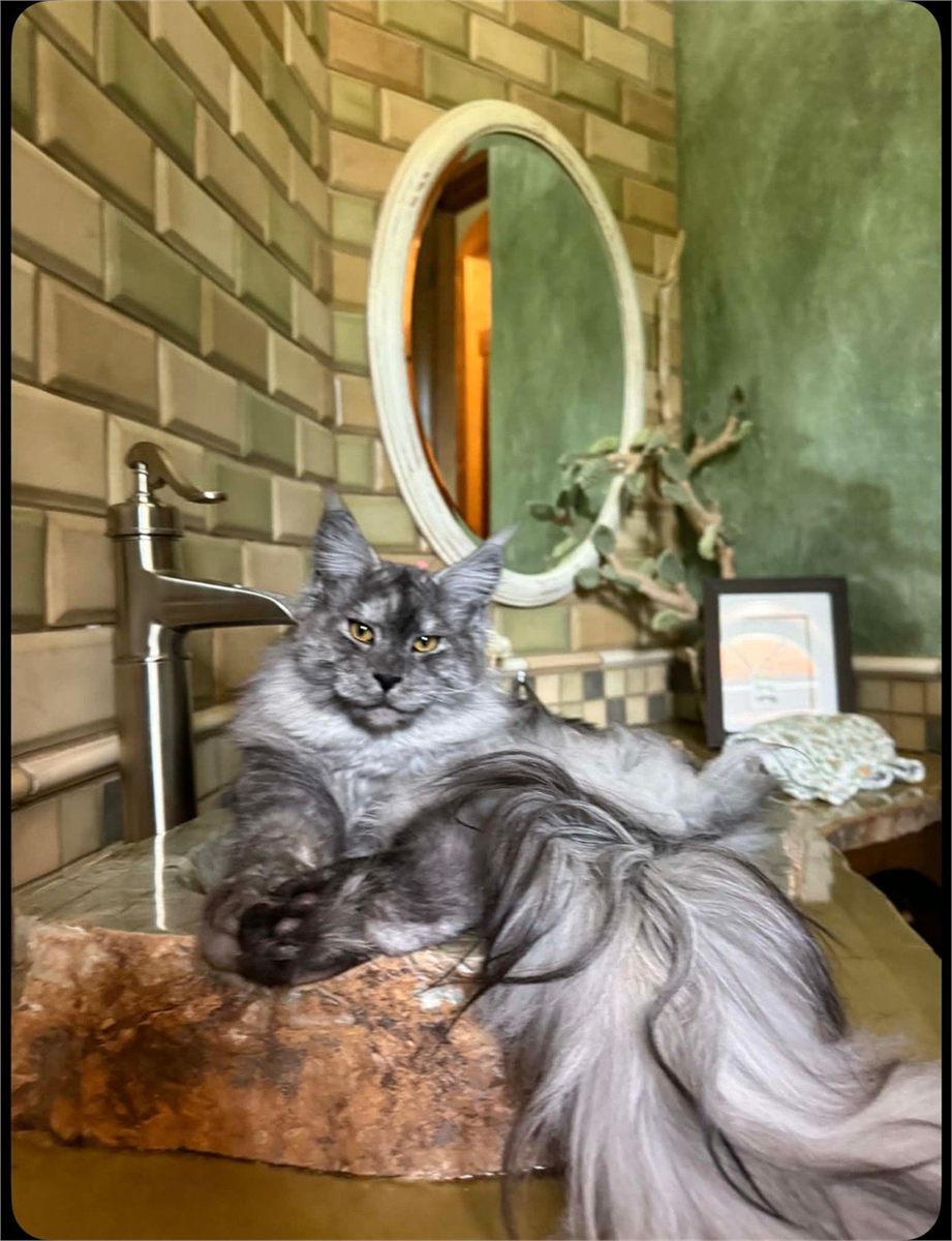Pale Black Smoke (ns) male Maine Coon graduated kitten