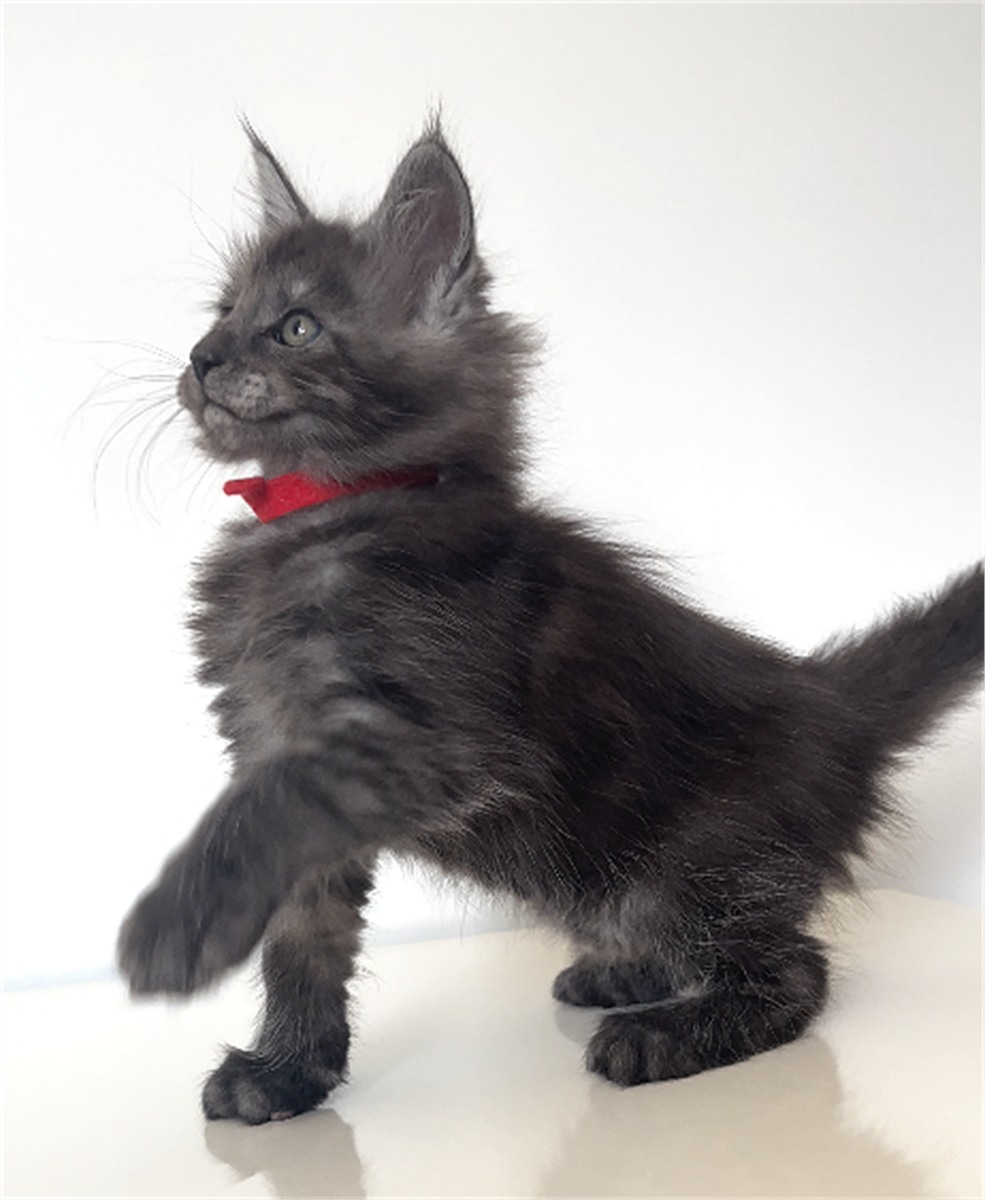 Black Smoke (ns) female Maine Coon graduated kitten