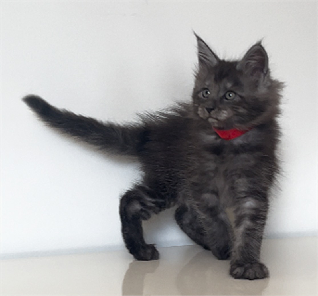 Black Smoke (ns) female Maine Coon graduated kitten