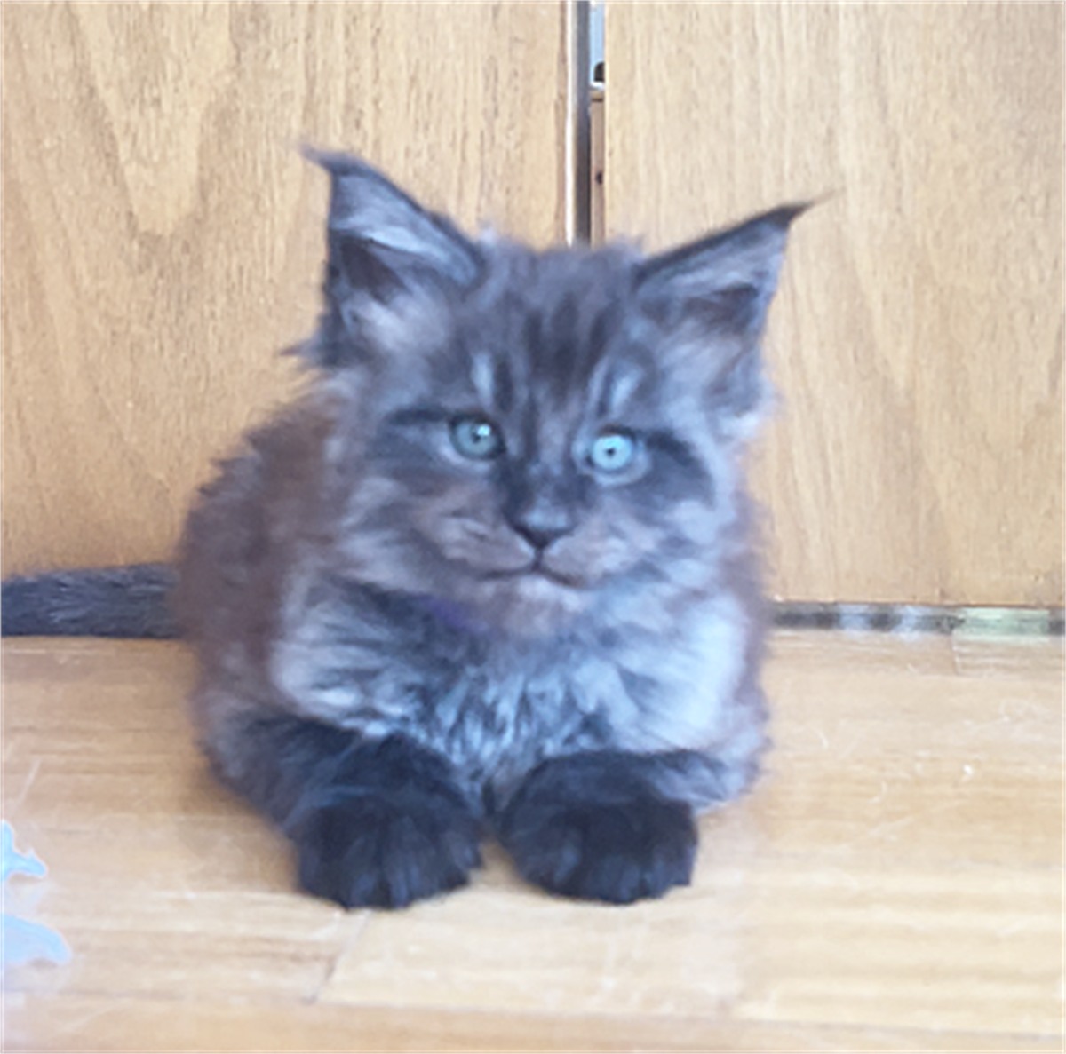 Black Smoke (ns) male Maine Coon kitten