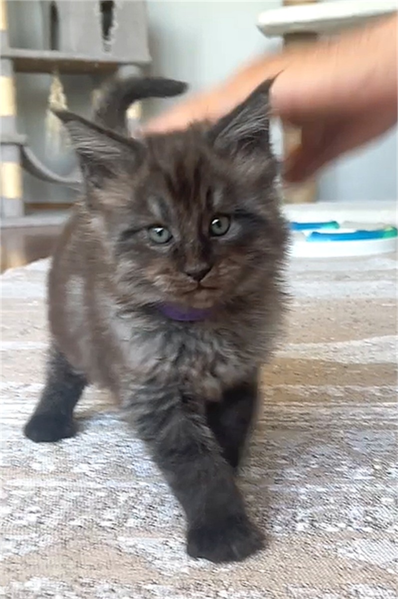 Black Smoke (ns) male Maine Coon kitten