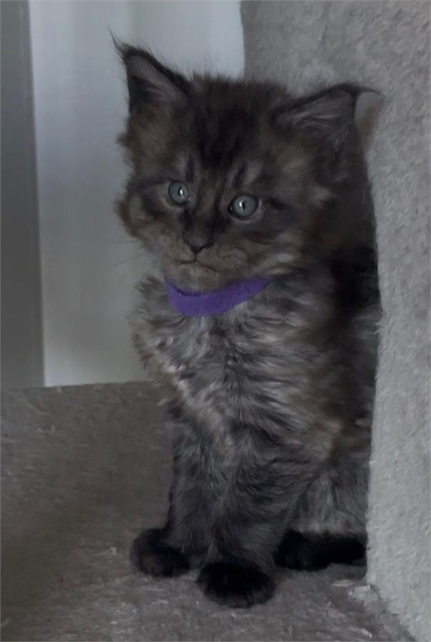 Black Smoke (ns) male Maine Coon kitten