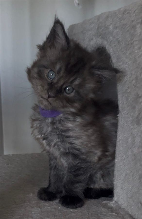Black Smoke (ns) male Maine Coon kitten