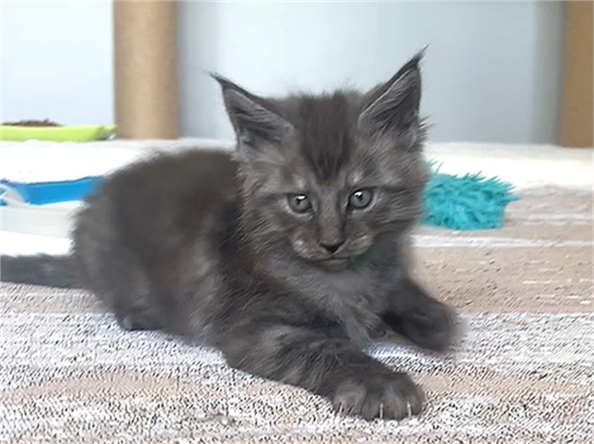 Black Smoke (ns) male Maine Coon graduated kitten