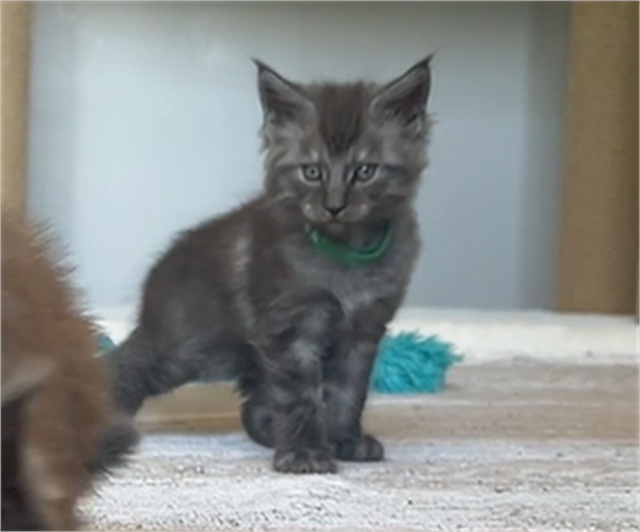 Black Smoke (ns) male Maine Coon graduated kitten