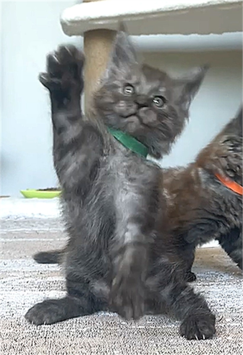 Black Smoke (ns) male Maine Coon graduated kitten
