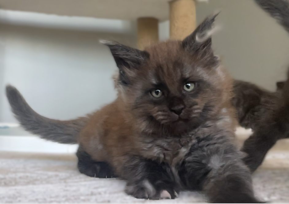 Black Smoke (ns) male Maine Coon graduated kitten