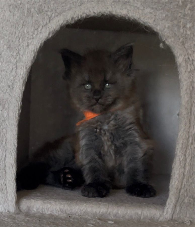 Black Smoke (ns) male Maine Coon graduated kitten
