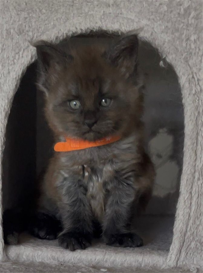 Black Smoke (ns) male Maine Coon graduated kitten