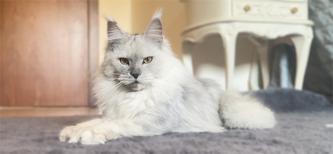 Black Smoke, Shaded And Shell Maine Coon Cats: What Are The Differences?