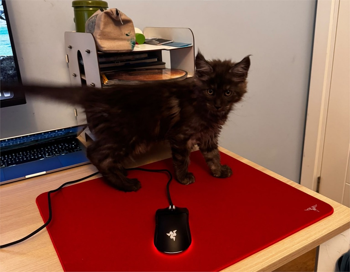 Black Smoke (ns) male Maine Coon graduated kitten