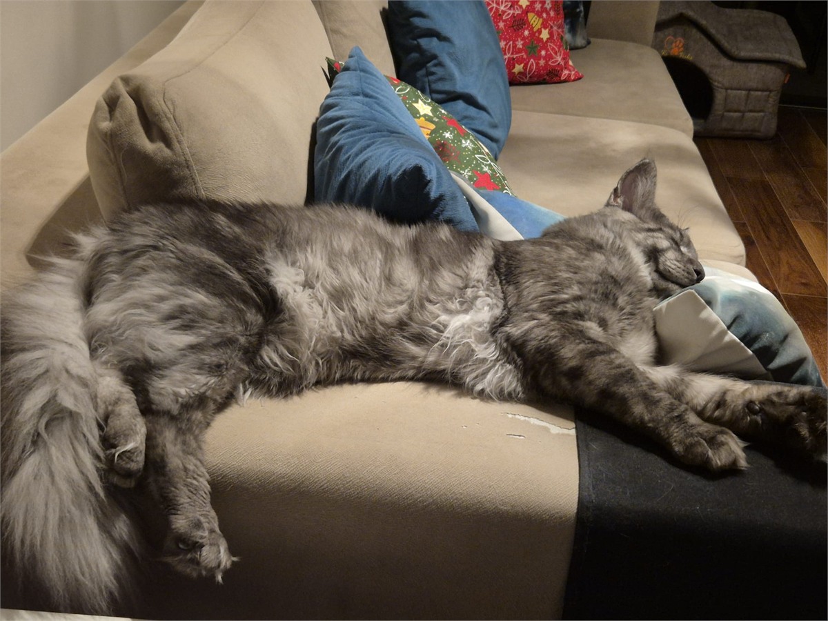 Pale Black Smoke (ns) male Maine Coon graduated kitten