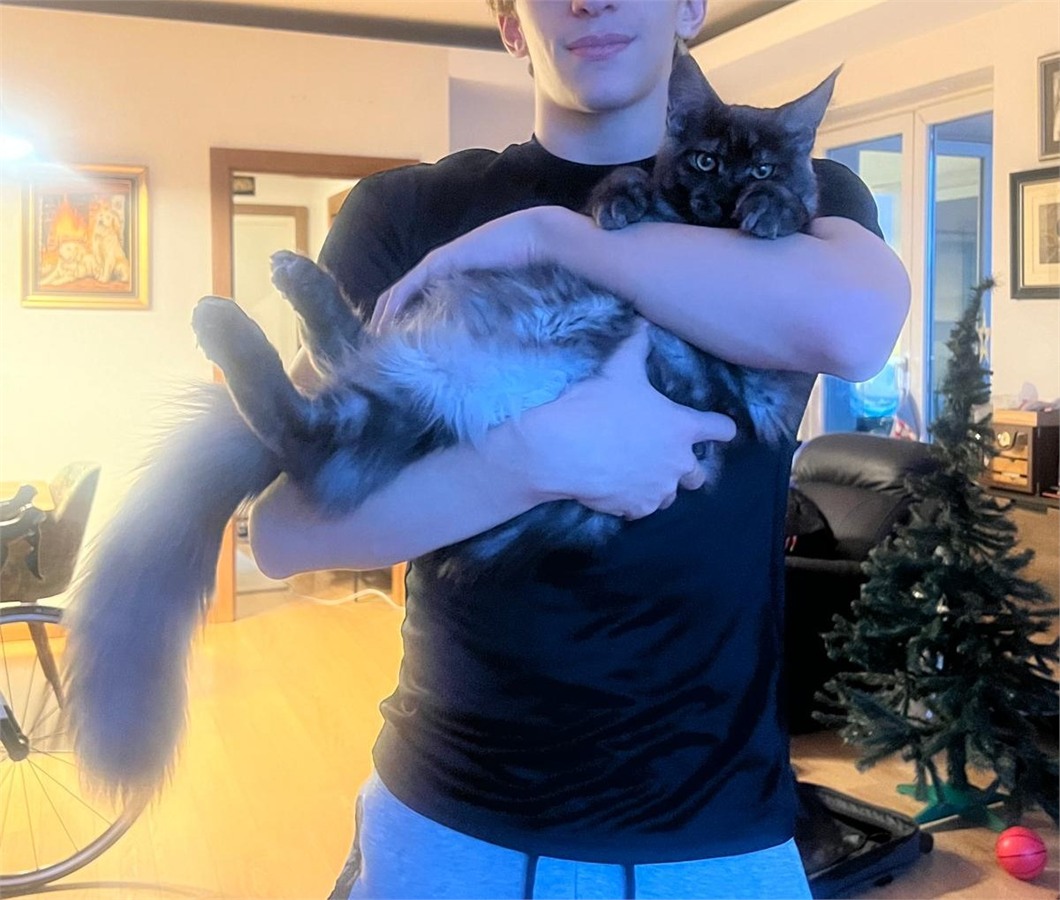 Black Smoke (ns) male Maine Coon graduated kitten