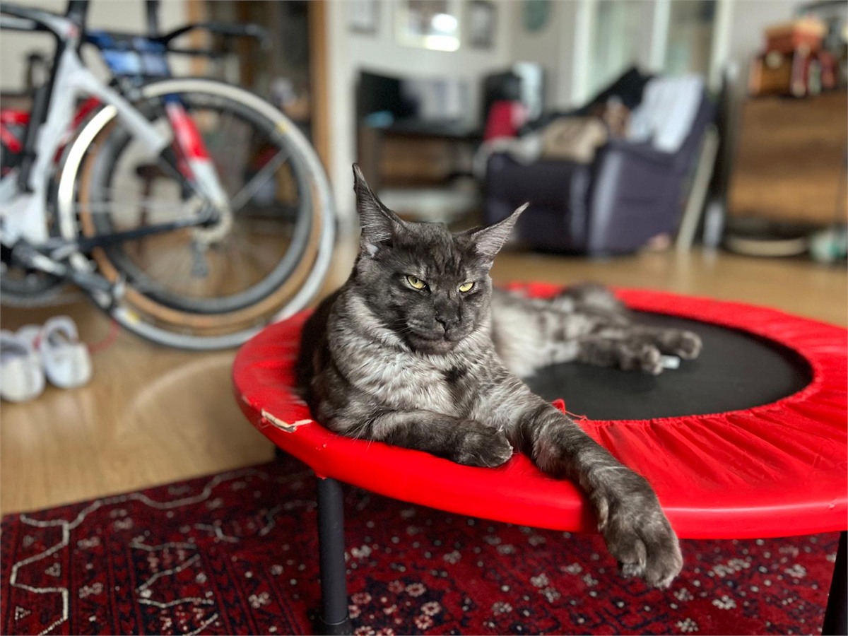 Black Smoke (ns) male Maine Coon graduated kitten