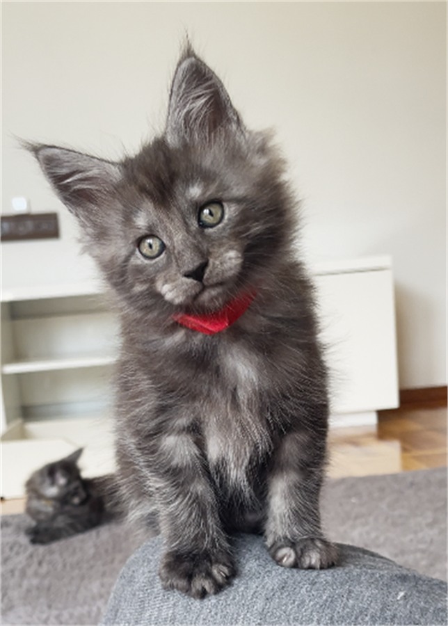 Grand Design Cattery Maine Coon fotoğrafı