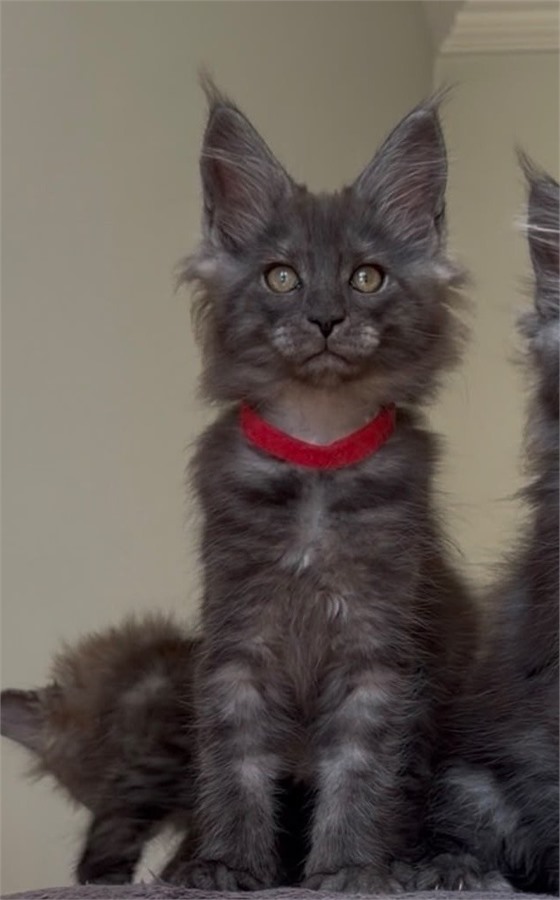 Black Smoke (ns) female Maine Coon graduated kitten