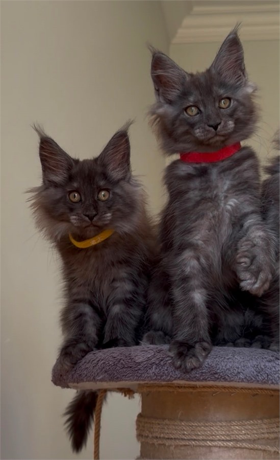 Black Smoke (ns) female Maine Coon graduated kitten