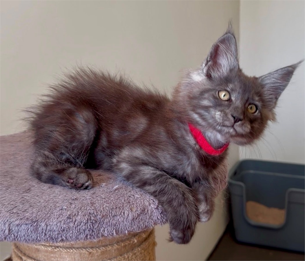 Black Smoke (ns) female Maine Coon graduated kitten