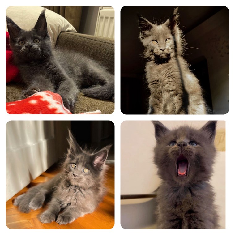 Maine Coon Nutrition Guide: A Balanced Plan From Kitten To Adult