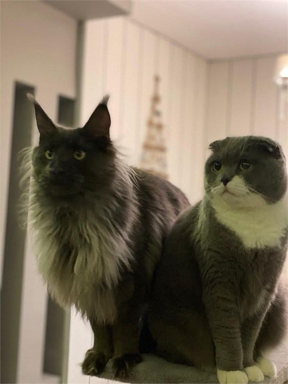 Do Maine Coon Cats Get Along With Children And Other Pets?