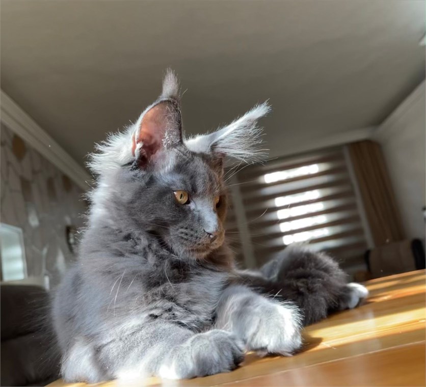 Why Are Genetic Tests Important in Maine Coon Cats?